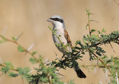 Cendet - Red-backed Shrike (Lanius collurio) Namibia